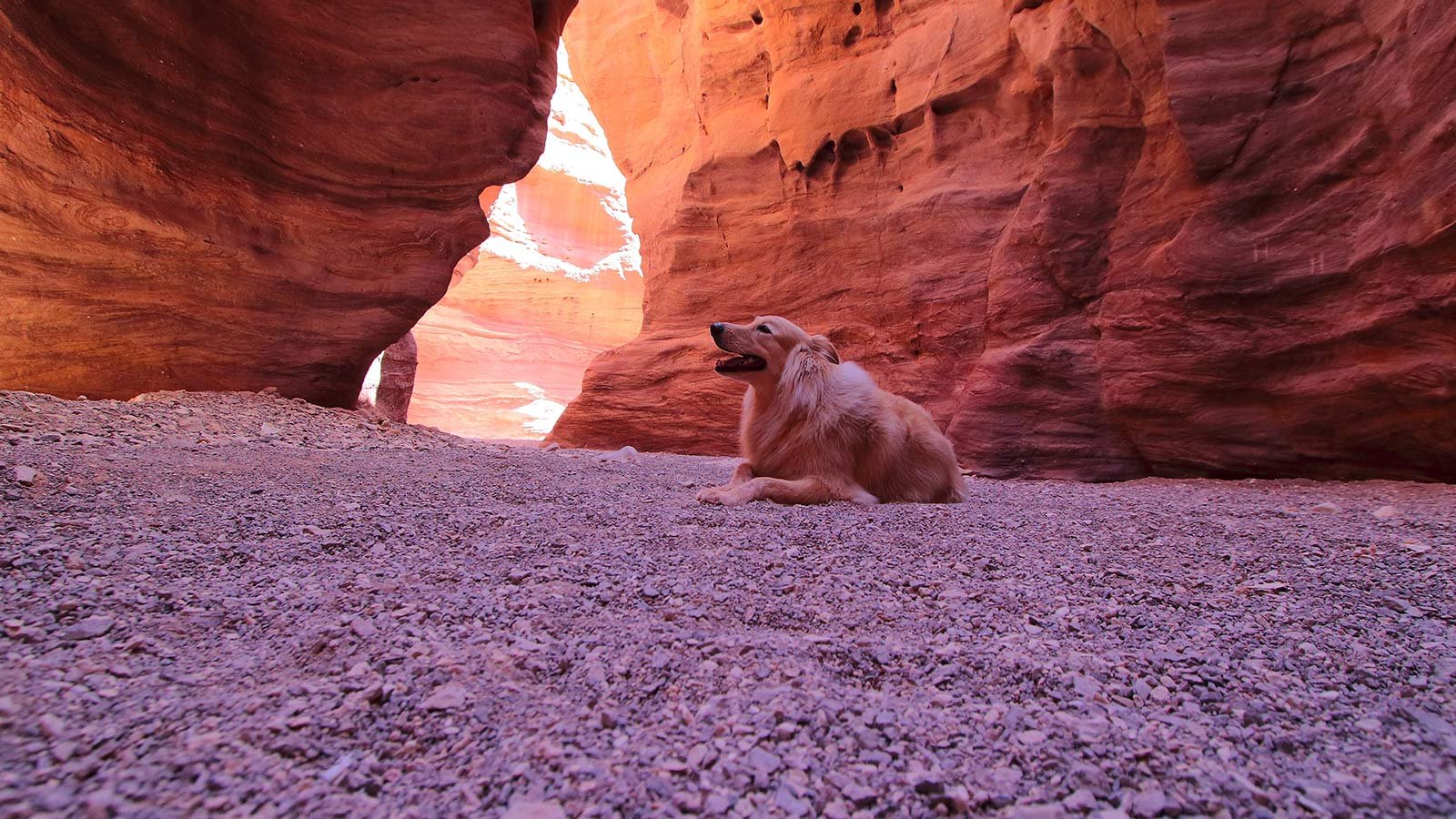 Perro descansando en el cañón Buckskin Gulch, Utah